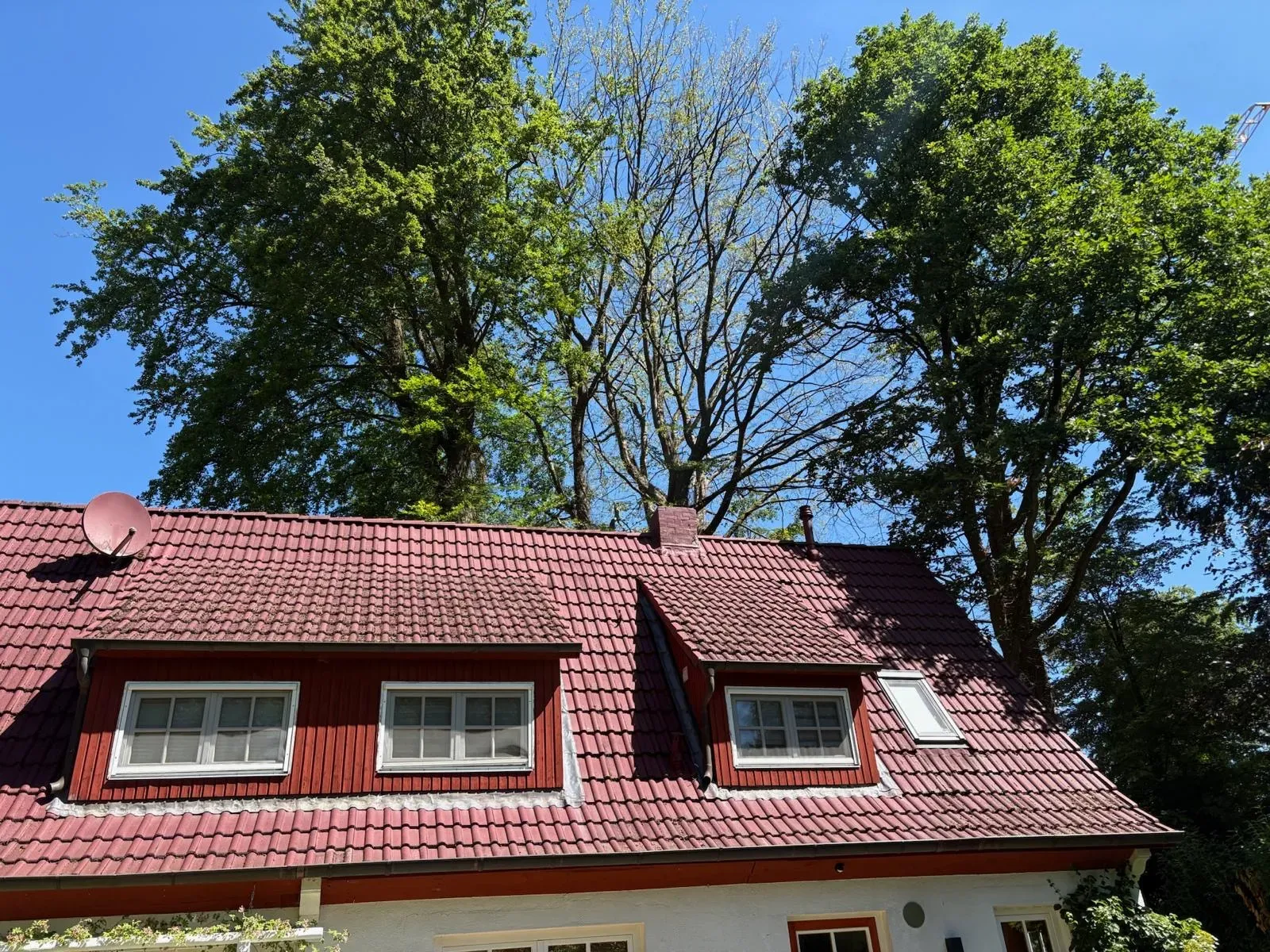 Hochstubben der Buche während der Sägearbeiten in Aumühle