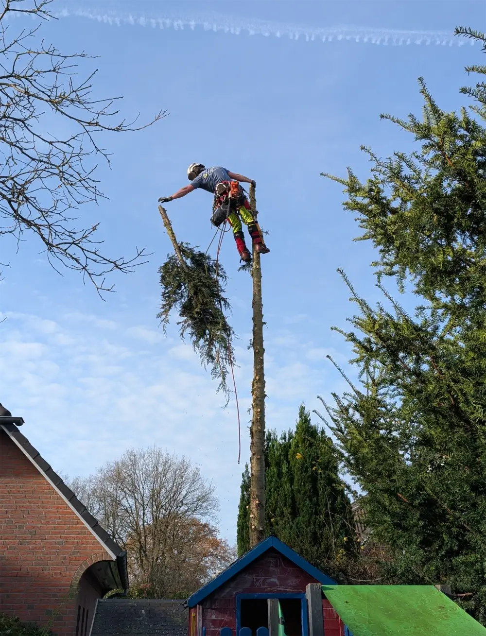 Gefällter Baum