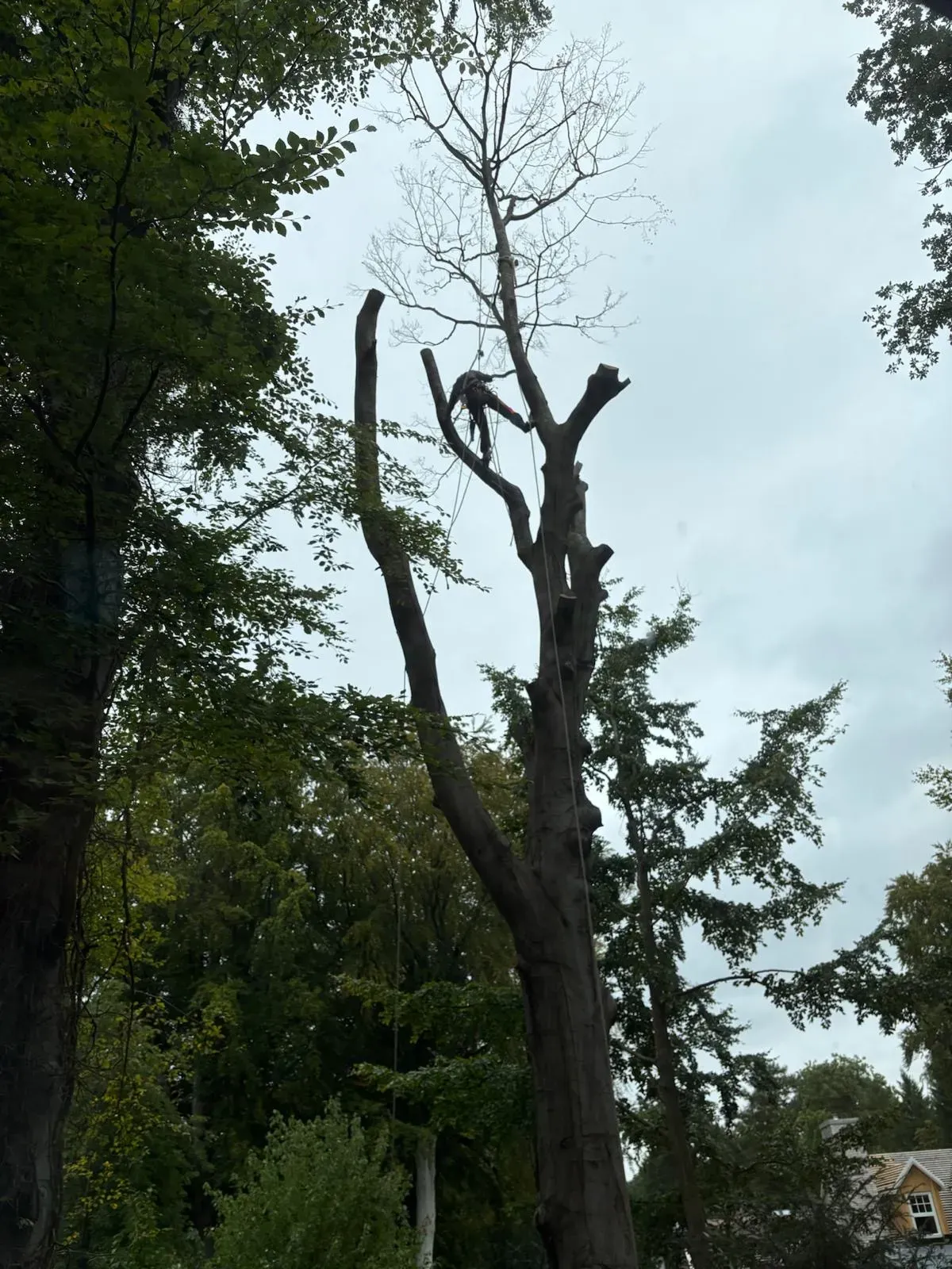 Die Buche vor der Fällung – hinter dem Wohnhaus in Aumühle
