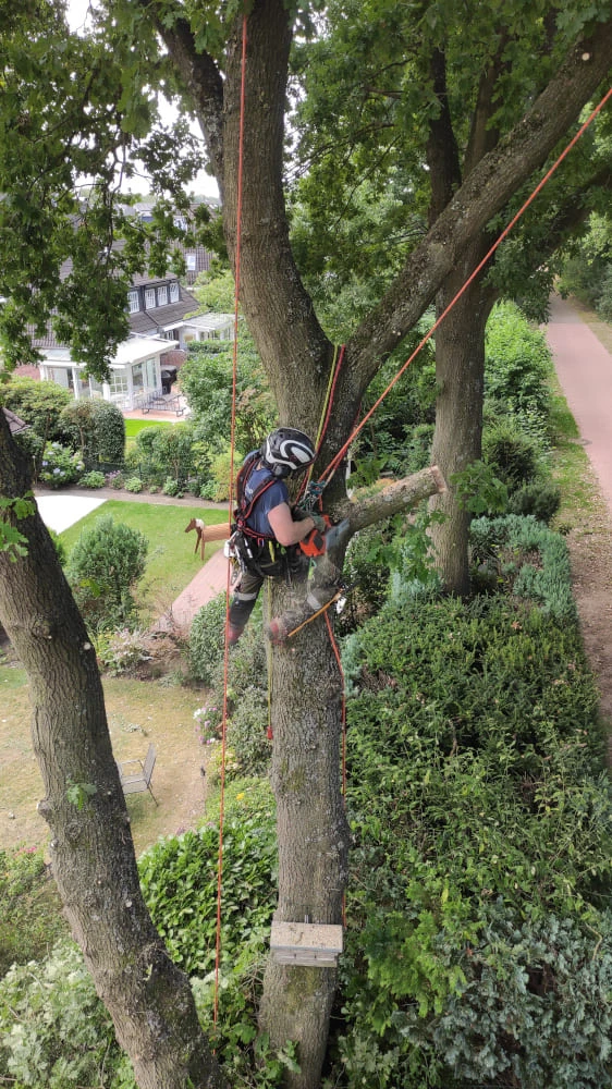 Ein abgestorbener Baum