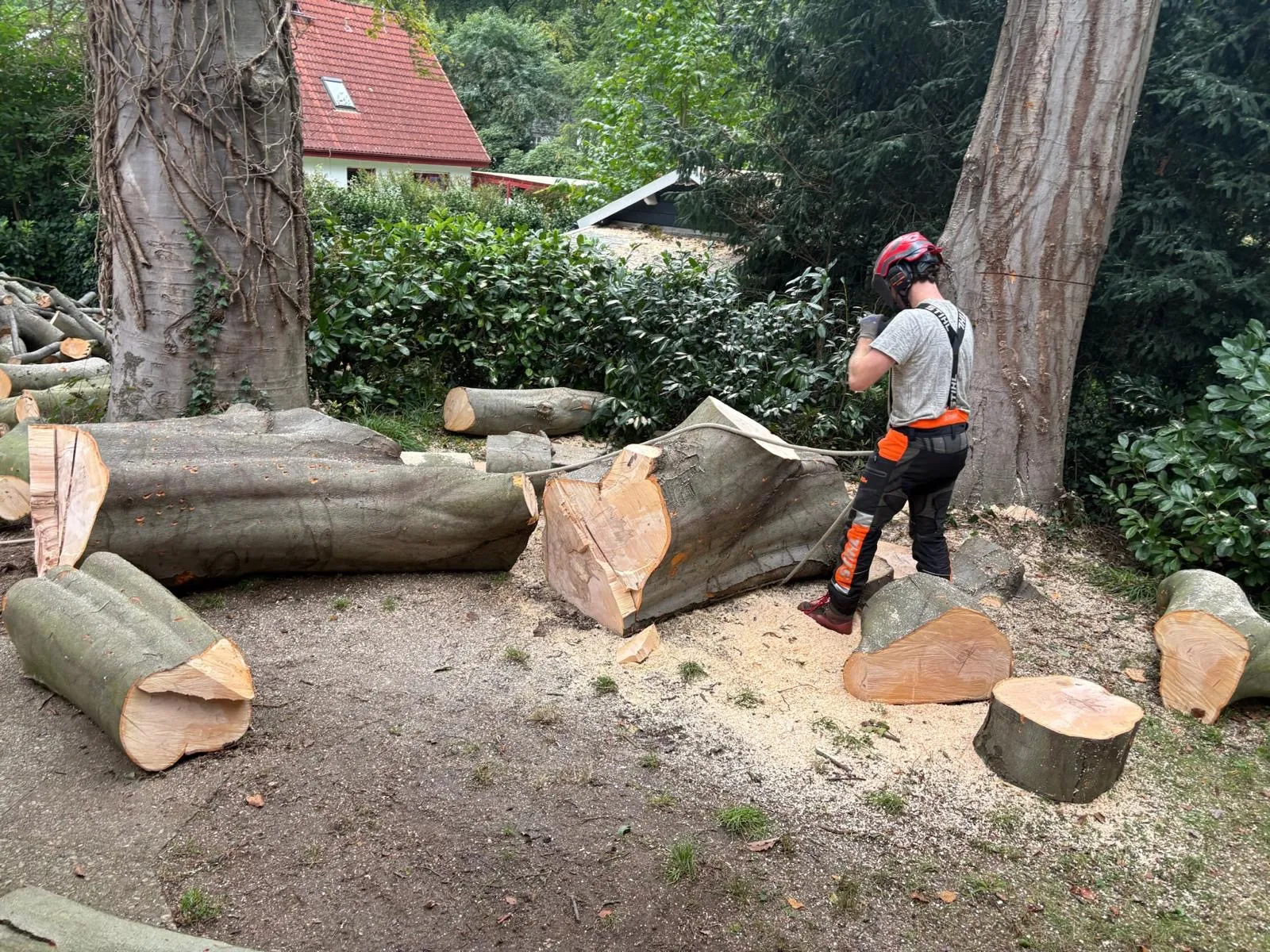 Baumfällung einer Buche als Habitatbaum in Aumühle