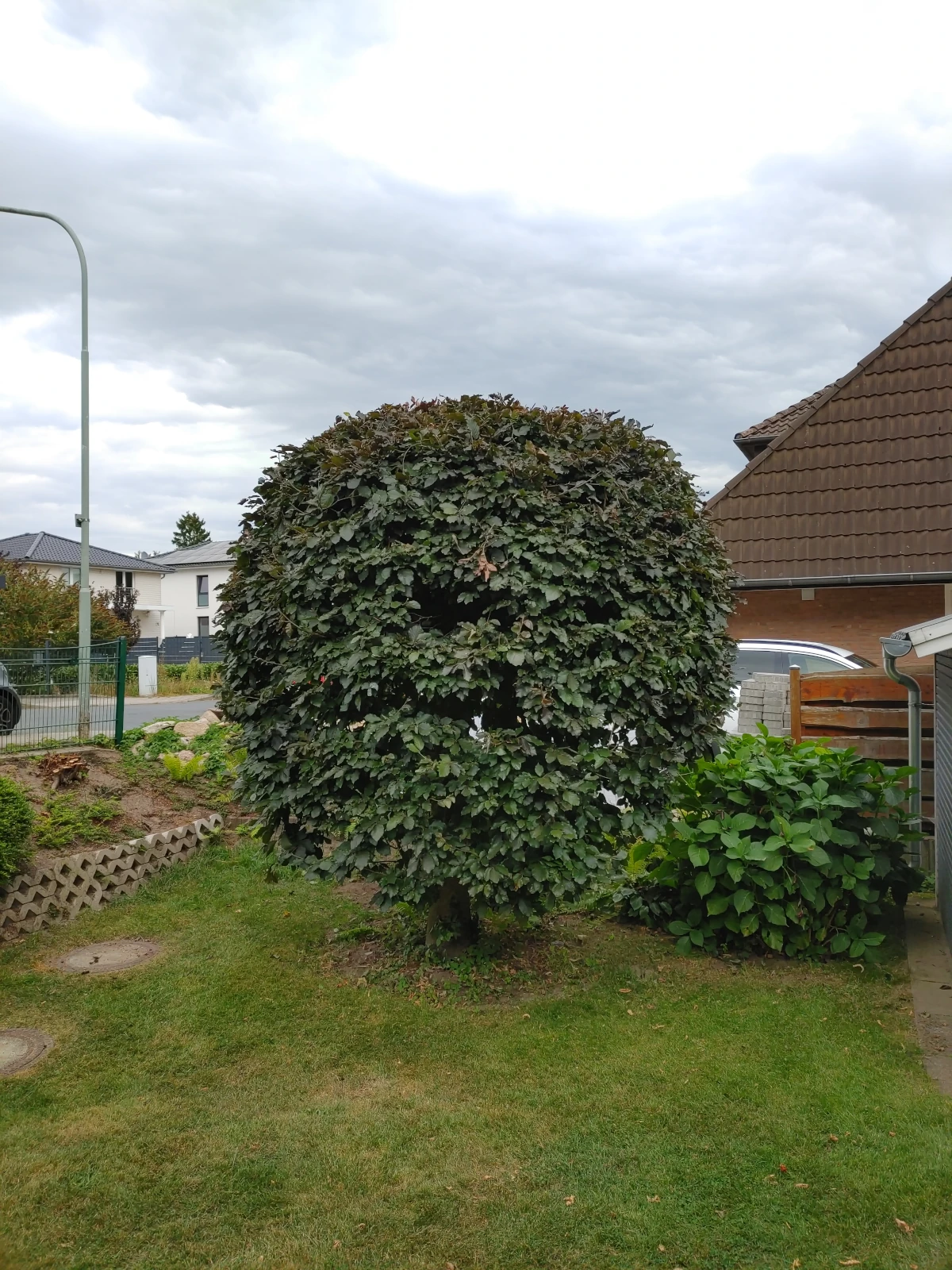 Bäume richtig schneiden